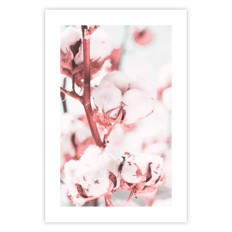 Poster Cotton in Bloom - delicate cotton flowers in winter light 124459 additionalImage 19