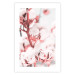 Poster Cotton in Bloom - delicate cotton flowers in winter light 124459 additionalThumb 19