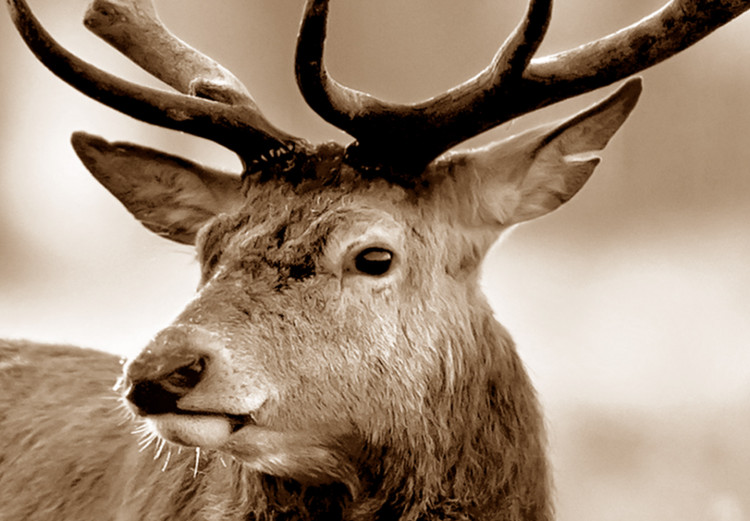 Large canvas print Deer in Sepia II [Large Format] 125559 additionalImage 5
