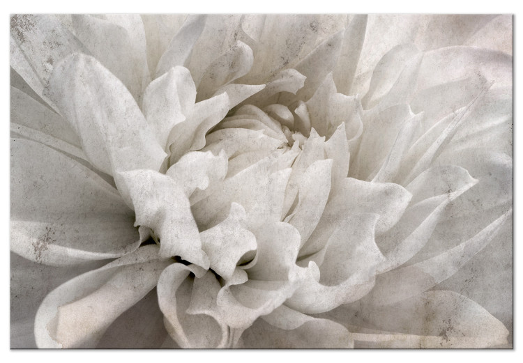Canvas Art Print Marble Flower (1-piece) - light petals arranged on a white background 149259