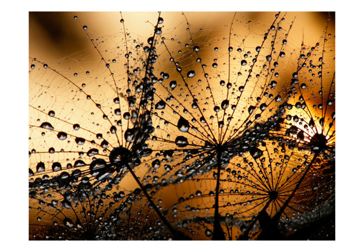 Photo Wallpaper Dandelions in the Rain - Macro Close-up of Plants at Sunrise 60359 additionalImage 1