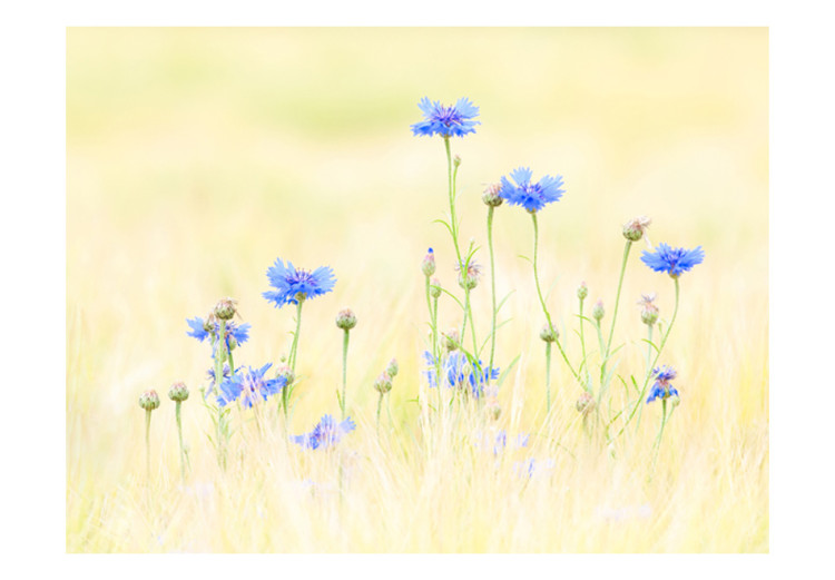 Photo Wallpaper Cornflowers - Meadow of Blue Flowers on a Light Vintage Background 60459 additionalImage 1