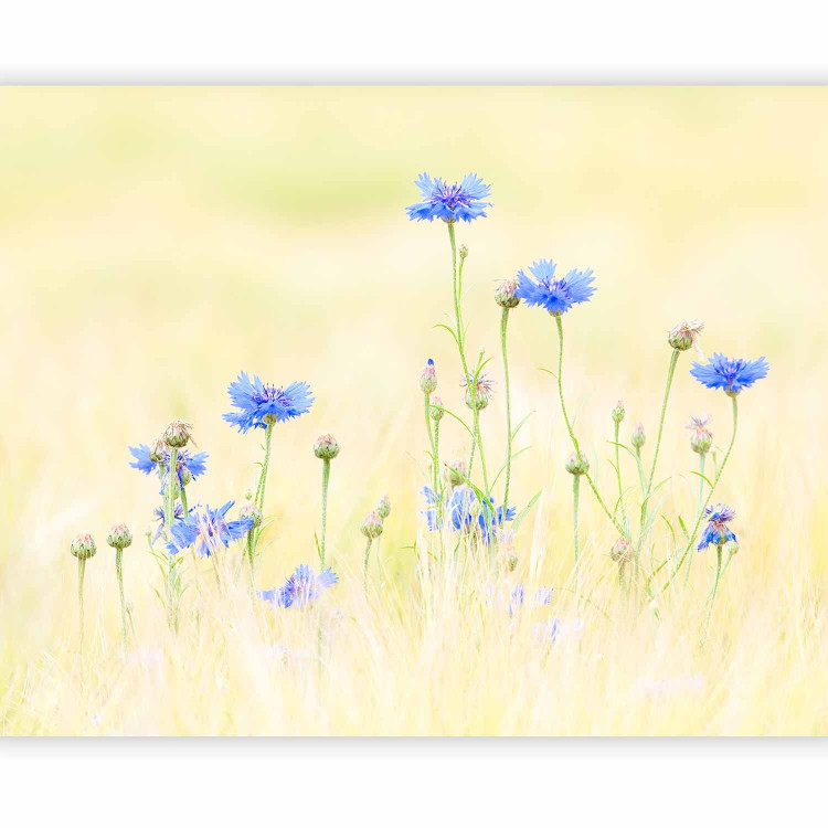 Photo Wallpaper Cornflowers - Meadow of Blue Flowers on a Light Vintage Background 60459 additionalImage 1