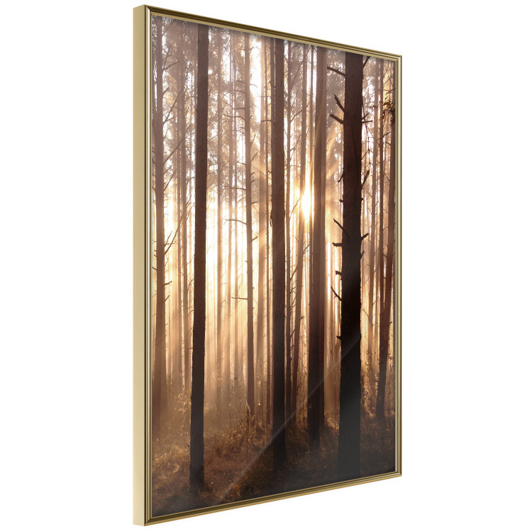 Poster Forest Trails - forest landscape of trees against sunlight rays 123769 additionalImage 14
