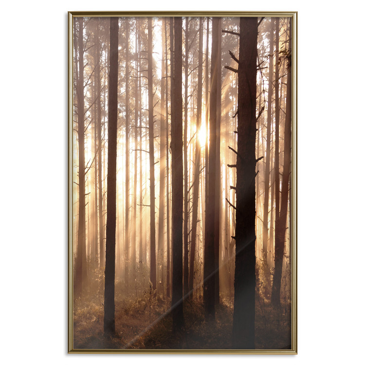 Poster Forest Trails - forest landscape of trees against sunlight rays 123769 additionalImage 20