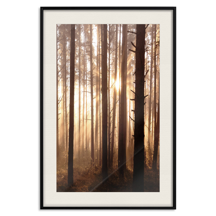 Poster Forest Trails - forest landscape of trees against sunlight rays 123769 additionalImage 18