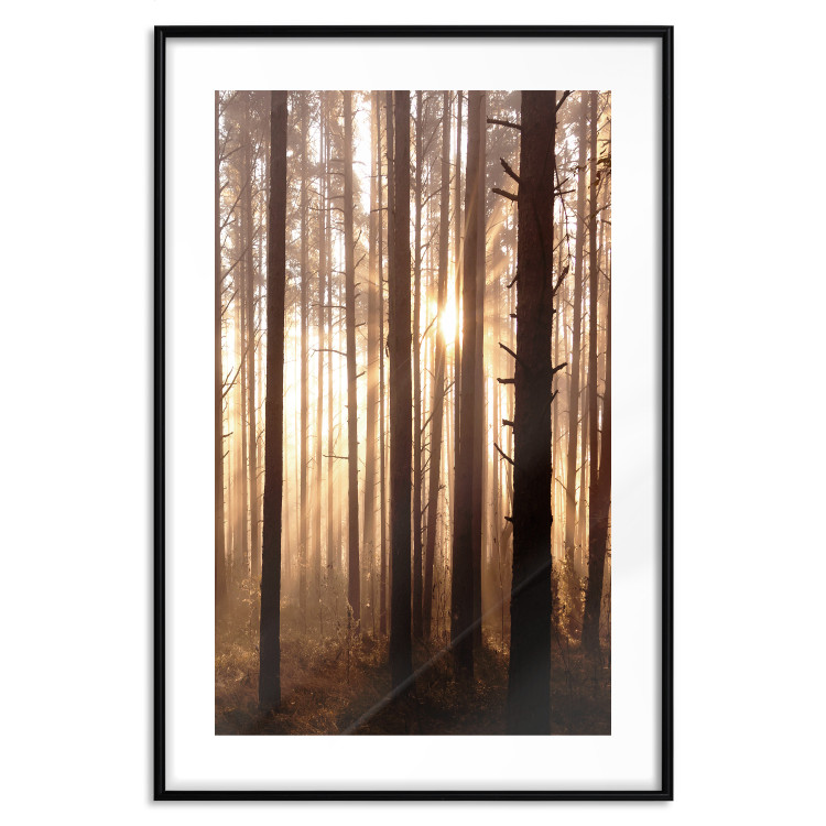 Poster Forest Trails - forest landscape of trees against sunlight rays 123769 additionalImage 15