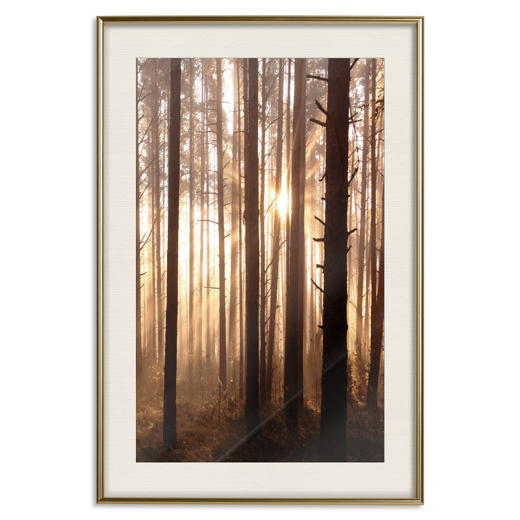 Poster Forest Trails - forest landscape of trees against sunlight rays 123769 additionalImage 19