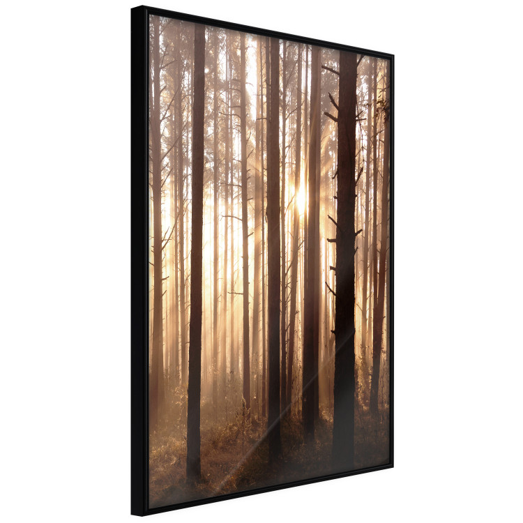 Poster Forest Trails - forest landscape of trees against sunlight rays 123769 additionalImage 10