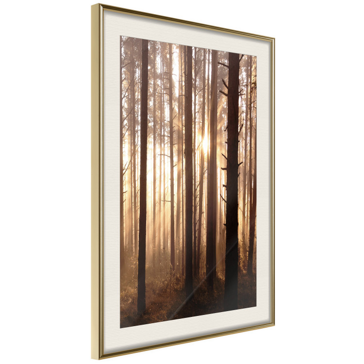 Poster Forest Trails - forest landscape of trees against sunlight rays 123769 additionalImage 2
