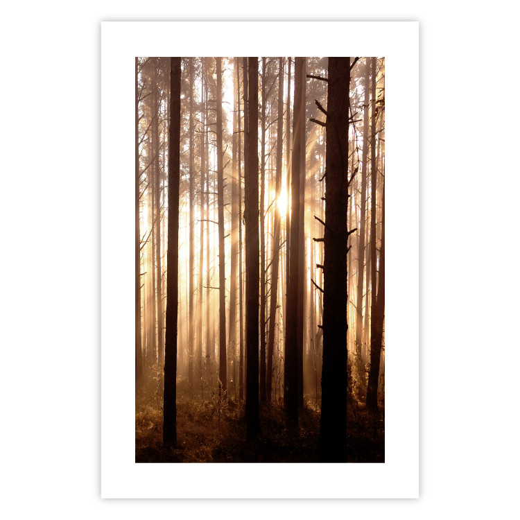 Poster Forest Trails - forest landscape of trees against sunlight rays 123769 additionalImage 25