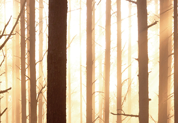 Poster Forest Trails - forest landscape of trees against sunlight rays 123769 additionalImage 8