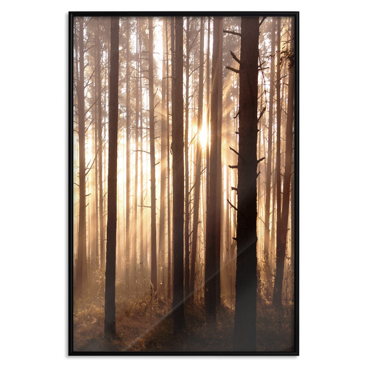 Poster Forest Trails - forest landscape of trees against sunlight rays 123769 additionalImage 24