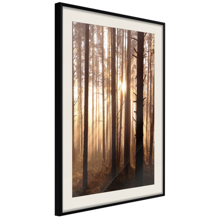 Poster Forest Trails - forest landscape of trees against sunlight rays 123769 additionalImage 3