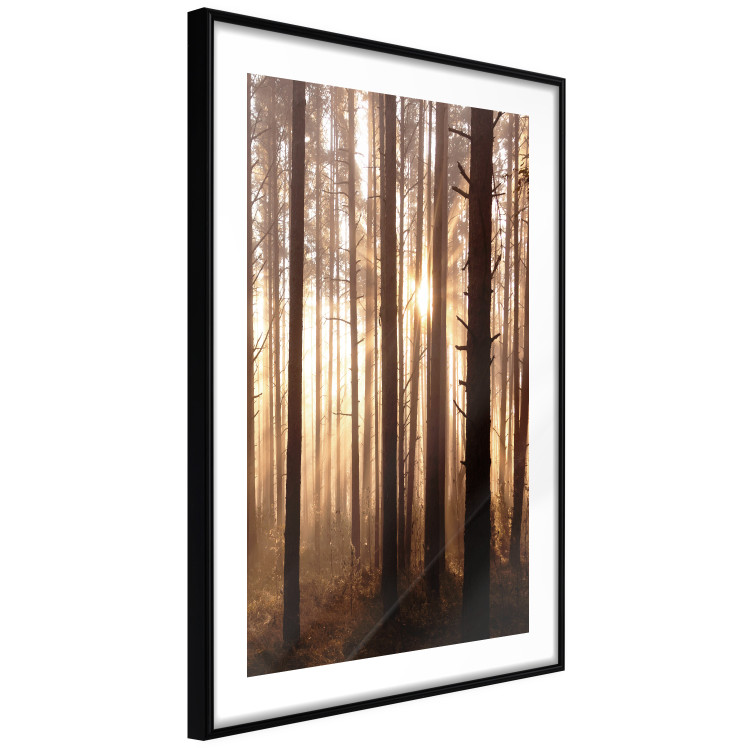 Poster Forest Trails - forest landscape of trees against sunlight rays 123769 additionalImage 11