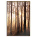Poster Forest Trails - forest landscape of trees against sunlight rays 123769 additionalThumb 20