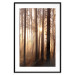 Poster Forest Trails - forest landscape of trees against sunlight rays 123769 additionalThumb 17