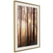 Poster Forest Trails - forest landscape of trees against sunlight rays 123769 additionalThumb 2
