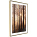 Poster Forest Trails - forest landscape of trees against sunlight rays 123769 additionalThumb 8