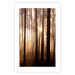 Poster Forest Trails - forest landscape of trees against sunlight rays 123769 additionalThumb 25