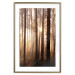 Poster Forest Trails - forest landscape of trees against sunlight rays 123769 additionalThumb 14