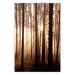 Poster Forest Trails - forest landscape of trees against sunlight rays 123769