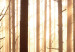 Poster Forest Trails - forest landscape of trees against sunlight rays 123769 additionalThumb 10