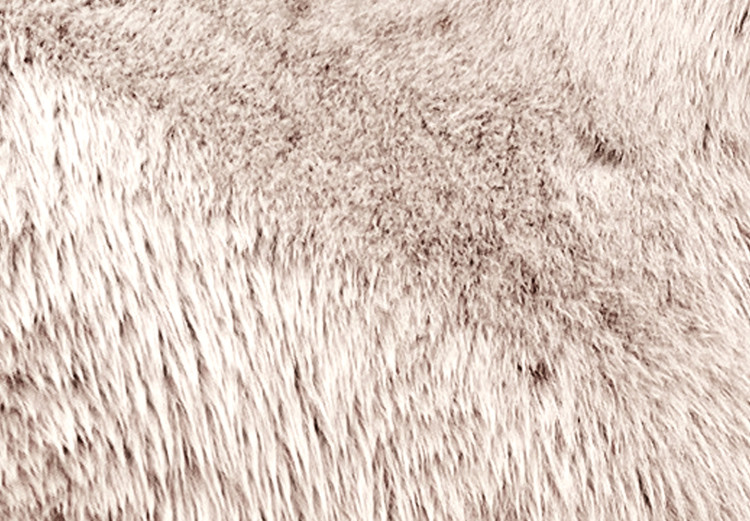 Canvas White horse sideways - photo fragment with animal on brown background 126869 additionalImage 4