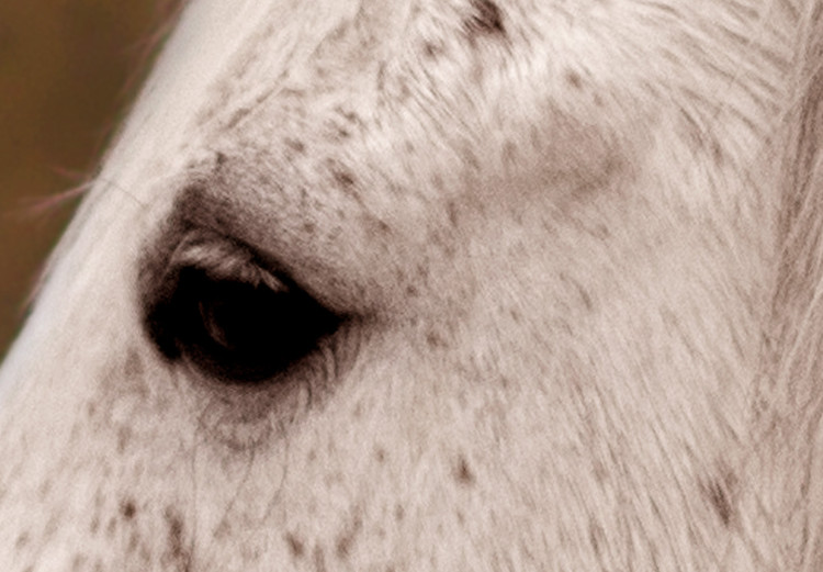 Canvas White horse sideways - photo fragment with animal on brown background 126869 additionalImage 5