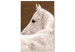 Canvas White horse sideways - photo fragment with animal on brown background 126869