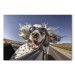 Canvas Print AI English Setter Dog - Animal With Glasses Riding in a Car - Horizontal 150269