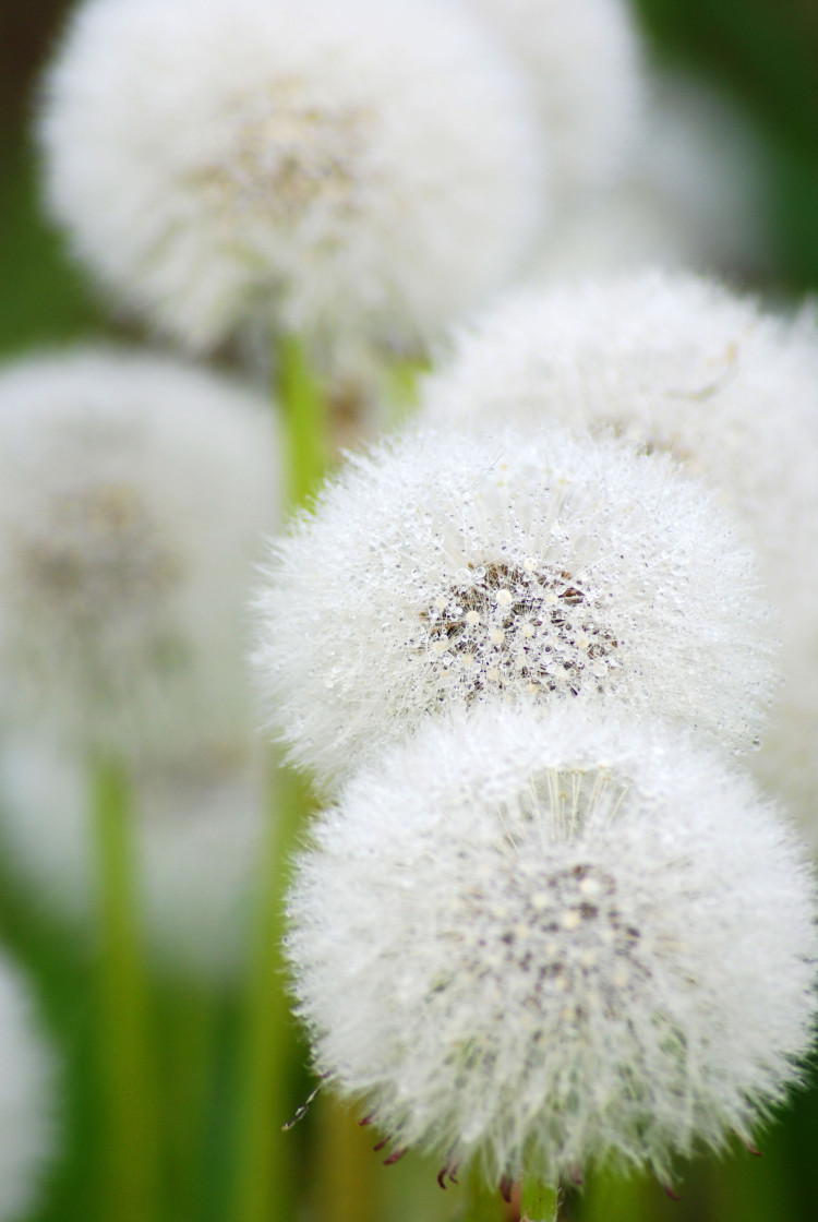 Photo Wallpaper Light as a Feather - Floral Motif of Dandelions on a Blurred Background 60369