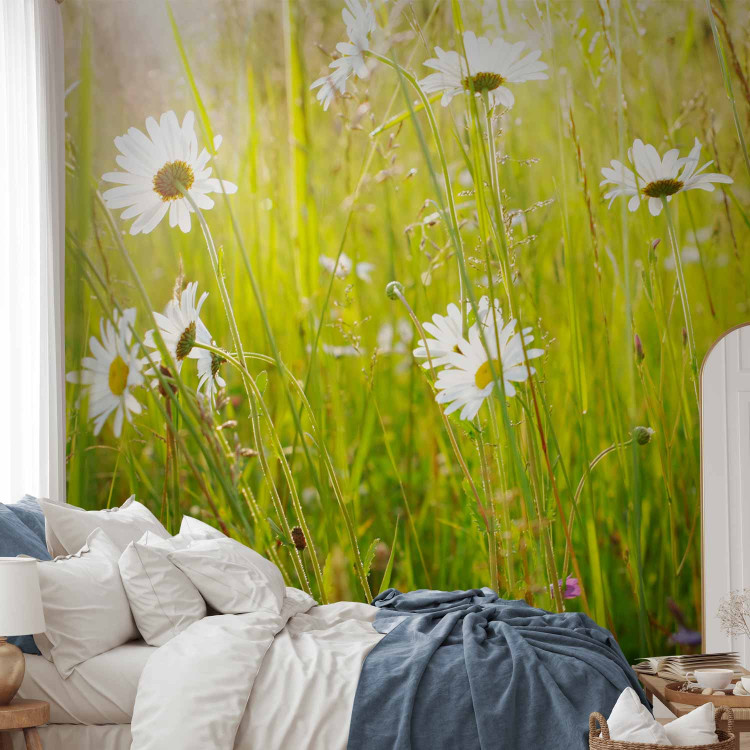 Photo Wallpaper Field of Daisies - Sunny Landscape of a Flower-Filled Meadow with Grass 60469 additionalImage 2