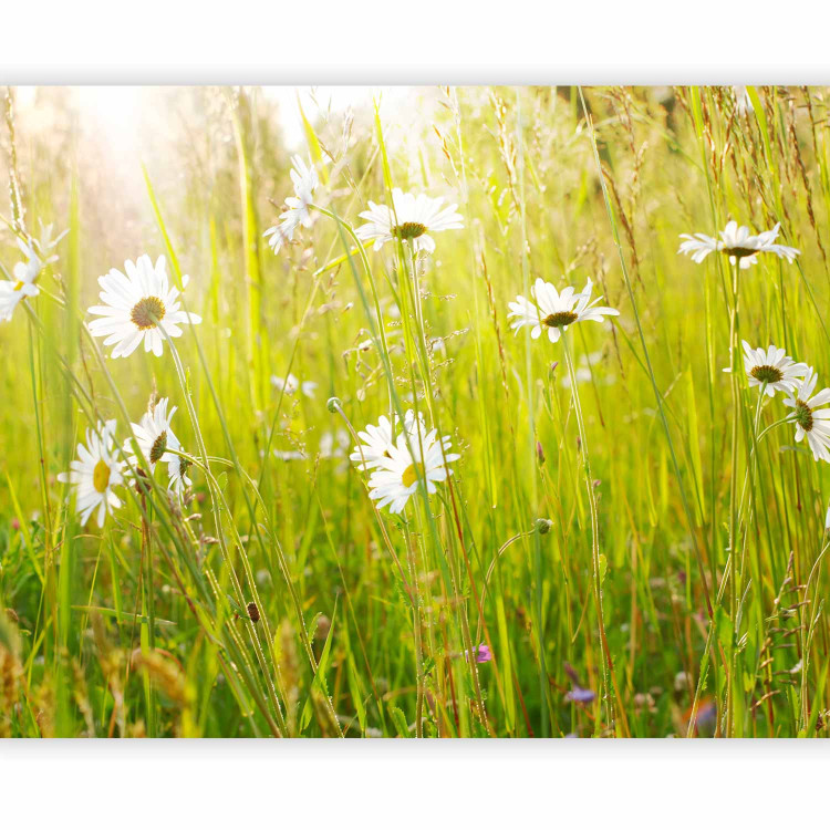 Photo Wallpaper Field of Daisies - Sunny Landscape of a Flower-Filled Meadow with Grass 60469 additionalImage 1