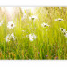 Photo Wallpaper Field of Daisies - Sunny Landscape of a Flower-Filled Meadow with Grass 60469 additionalThumb 5