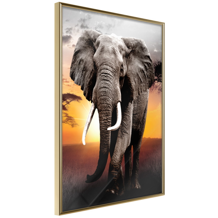 Wall Poster Warm Savannah - adult elephant on savannah with sunset backdrop 123679 additionalImage 10