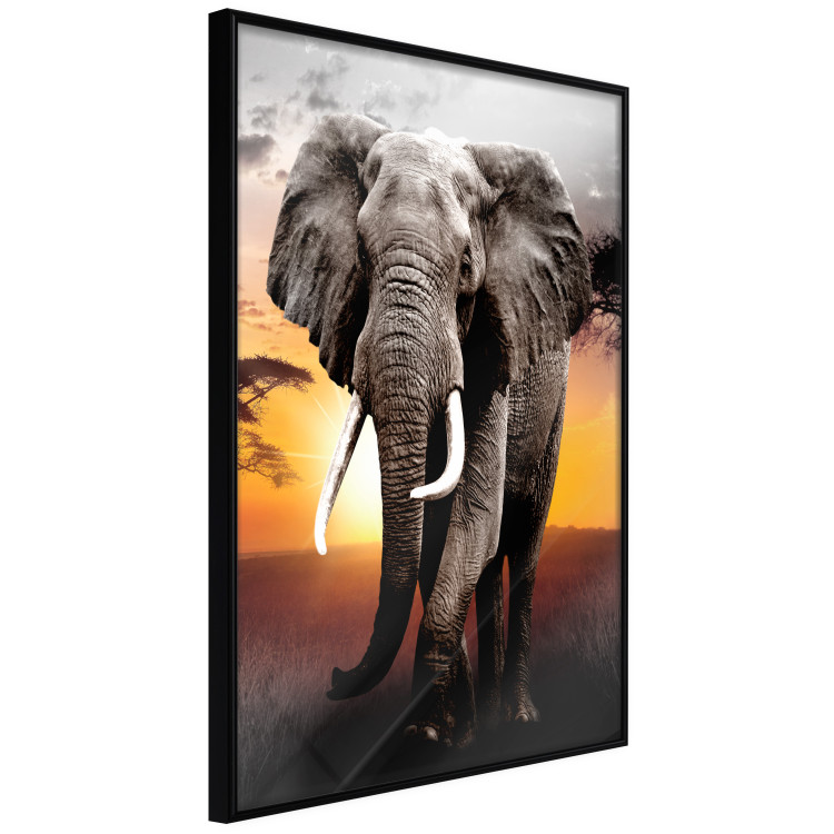 Wall Poster Warm Savannah - adult elephant on savannah with sunset backdrop 123679 additionalImage 9