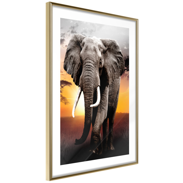 Wall Poster Warm Savannah - adult elephant on savannah with sunset backdrop 123679 additionalImage 5