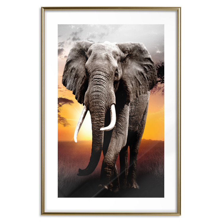 Wall Poster Warm Savannah - adult elephant on savannah with sunset backdrop 123679 additionalImage 14
