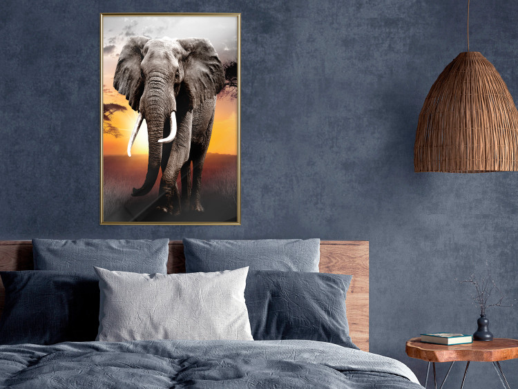 Wall Poster Warm Savannah - adult elephant on savannah with sunset backdrop 123679 additionalImage 12