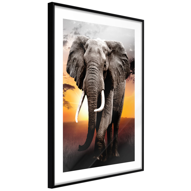 Wall Poster Warm Savannah - adult elephant on savannah with sunset backdrop 123679 additionalImage 4