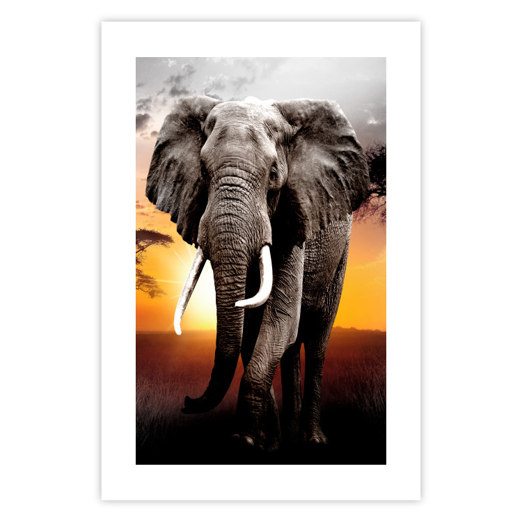Wall Poster Warm Savannah - adult elephant on savannah with sunset backdrop 123679 additionalImage 19