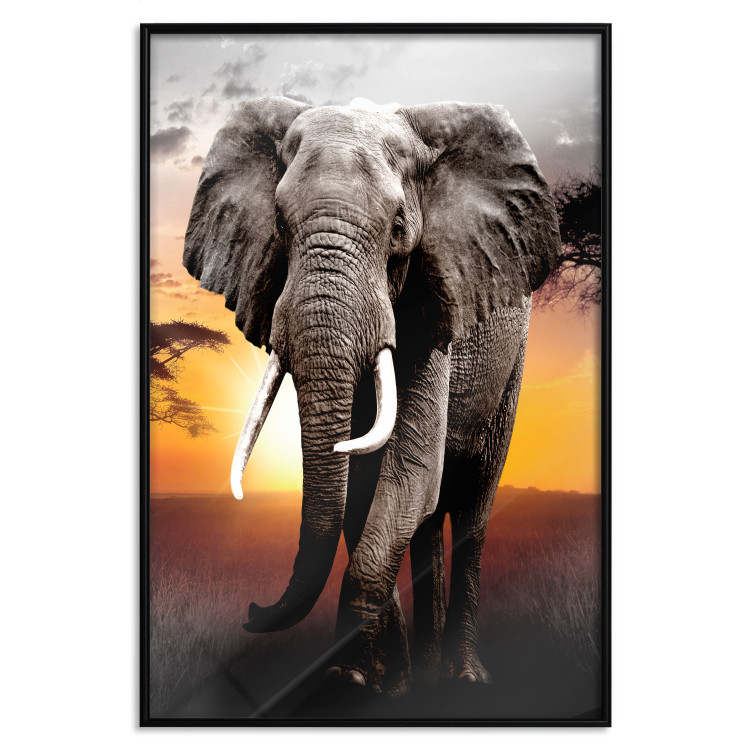 Wall Poster Warm Savannah - adult elephant on savannah with sunset backdrop 123679 additionalImage 18