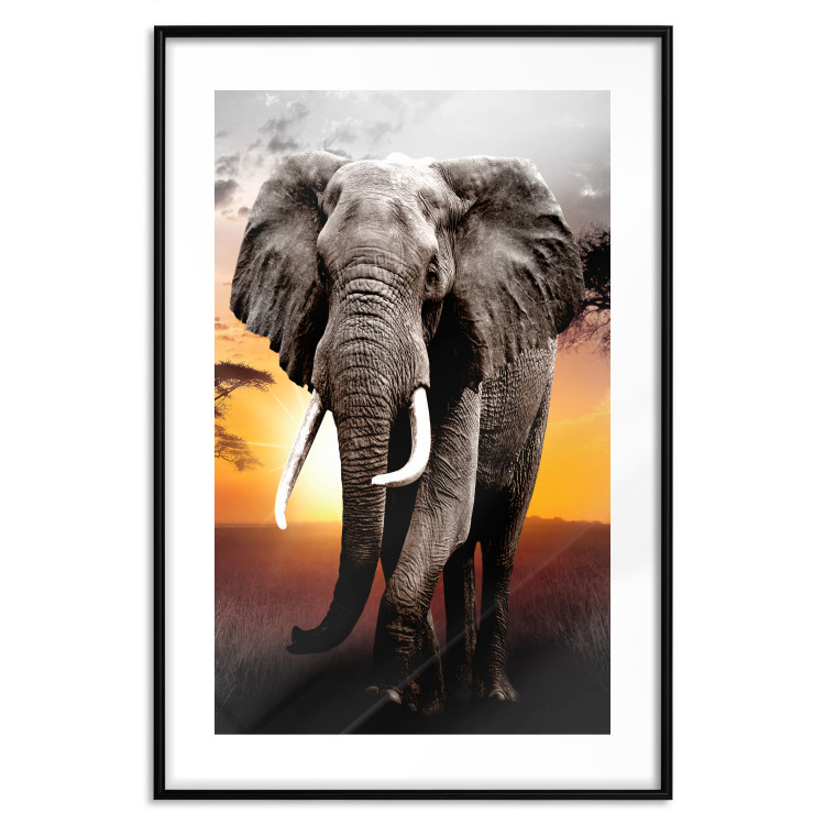 Wall Poster Warm Savannah - adult elephant on savannah with sunset backdrop 123679 additionalImage 15