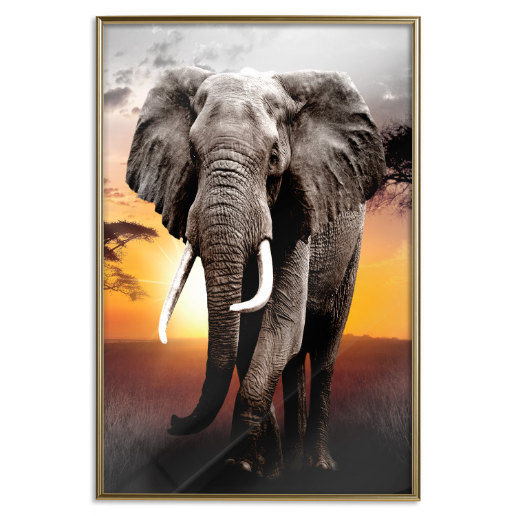 Wall Poster Warm Savannah - adult elephant on savannah with sunset backdrop 123679 additionalImage 16