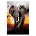 Wall Poster Warm Savannah - adult elephant on savannah with sunset backdrop 123679