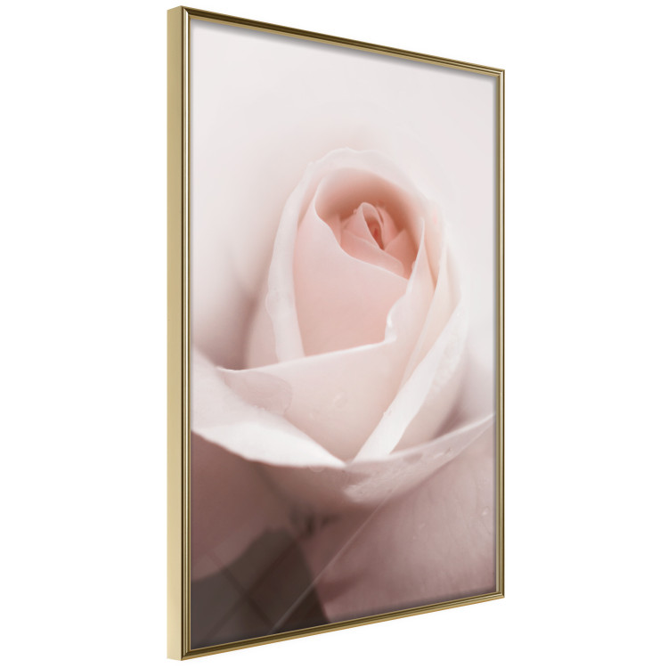 Poster Level of Feelings - spring rose flower with subtly pink petals 126679 additionalImage 12