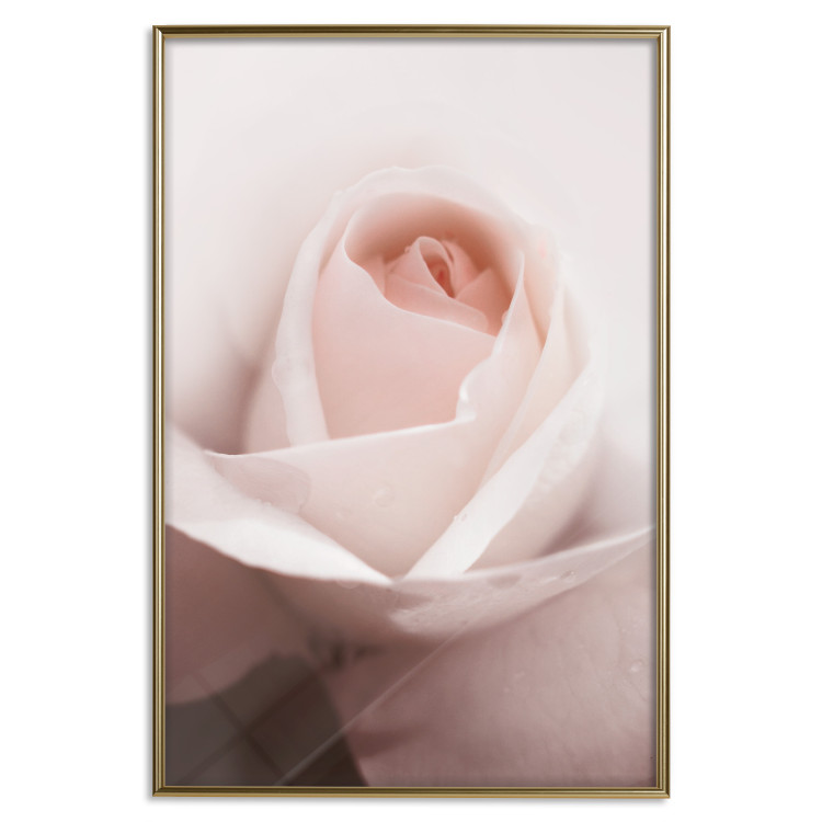 Poster Level of Feelings - spring rose flower with subtly pink petals 126679 additionalImage 17