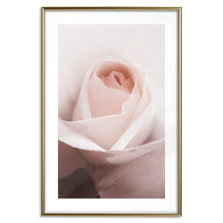 Poster Level of Feelings - spring rose flower with subtly pink petals 126679 additionalImage 16