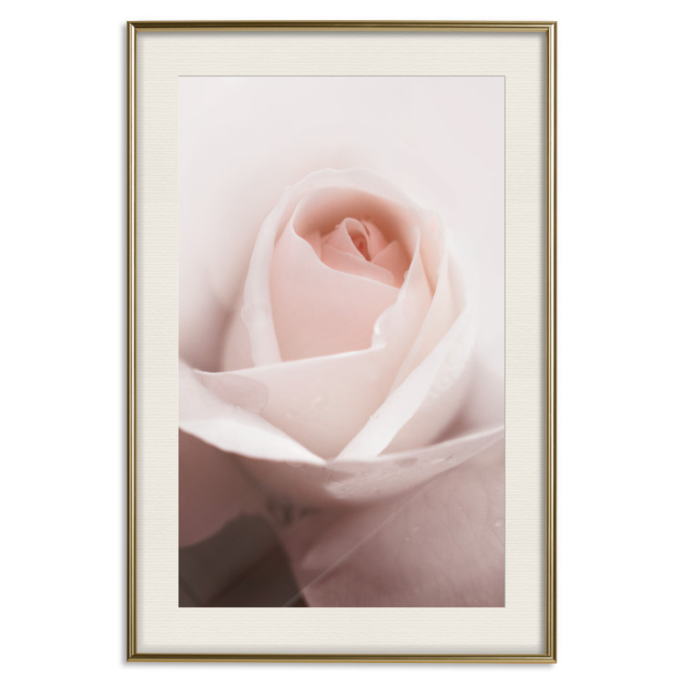 Poster Level of Feelings - spring rose flower with subtly pink petals 126679 additionalImage 20